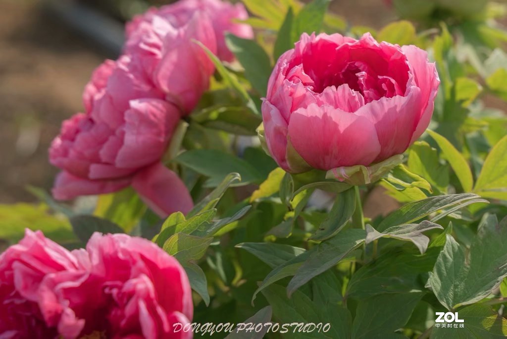 索尼 ILCE-7RM2 拍牡丹-雍容华贵