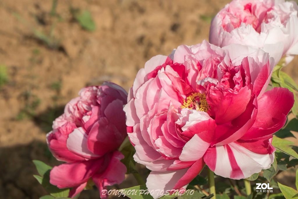 索尼 ILCE-7RM2 拍牡丹-雍容华贵