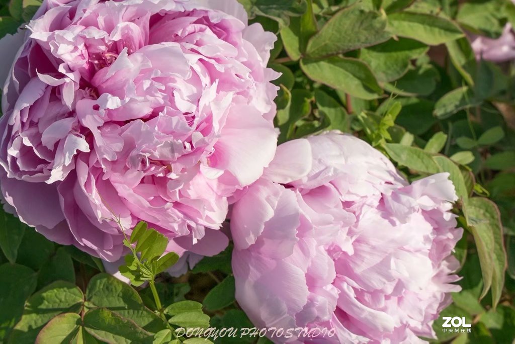 索尼 ILCE-7RM2 拍牡丹-雍容华贵