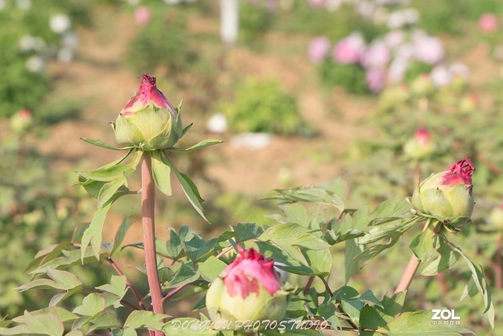 索尼 ILCE-7RM2 拍牡丹-雍容华贵