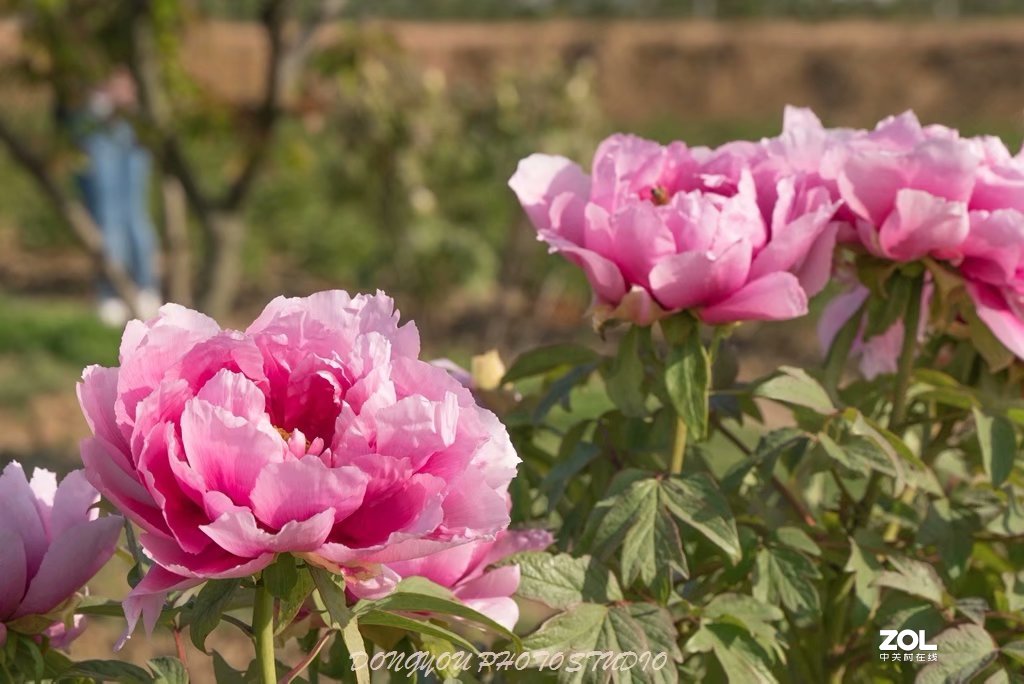 索尼 ILCE-7RM2 拍牡丹-雍容华贵