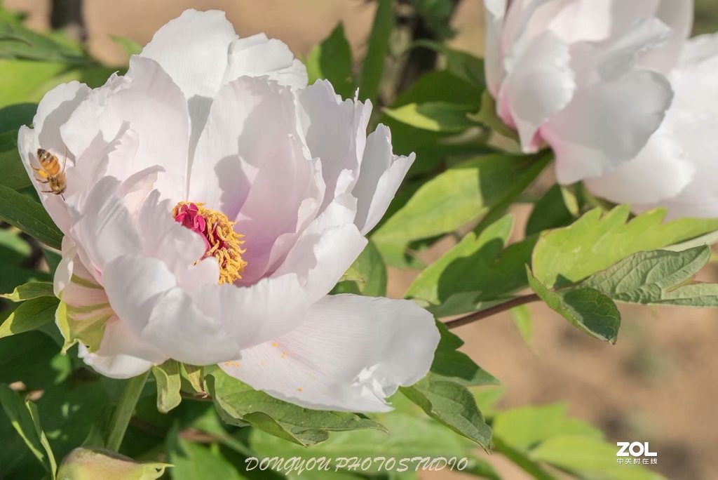 索尼 ILCE-7RM2 拍牡丹-雍容华贵