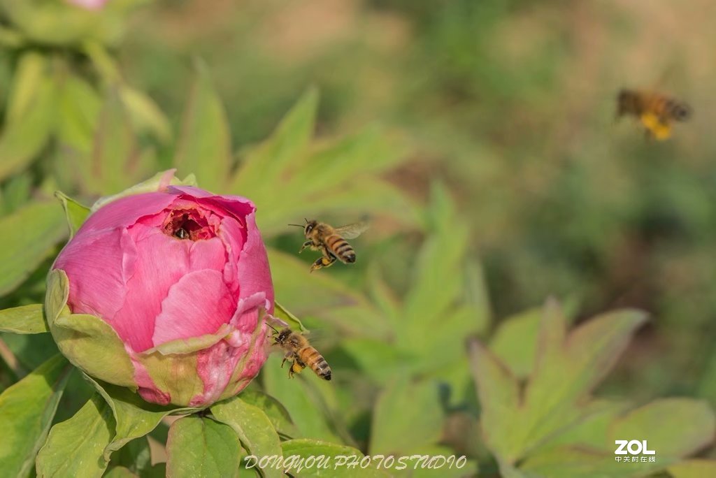 索尼 ILCE-7RM2 拍牡丹-雍容华贵