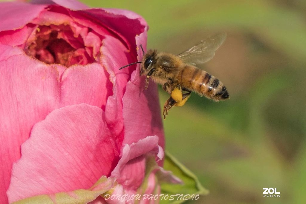 索尼 ILCE-7RM2 拍牡丹-雍容华贵