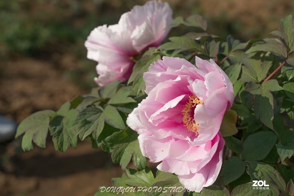 索尼 ILCE-7RM2 拍牡丹-雍容华贵