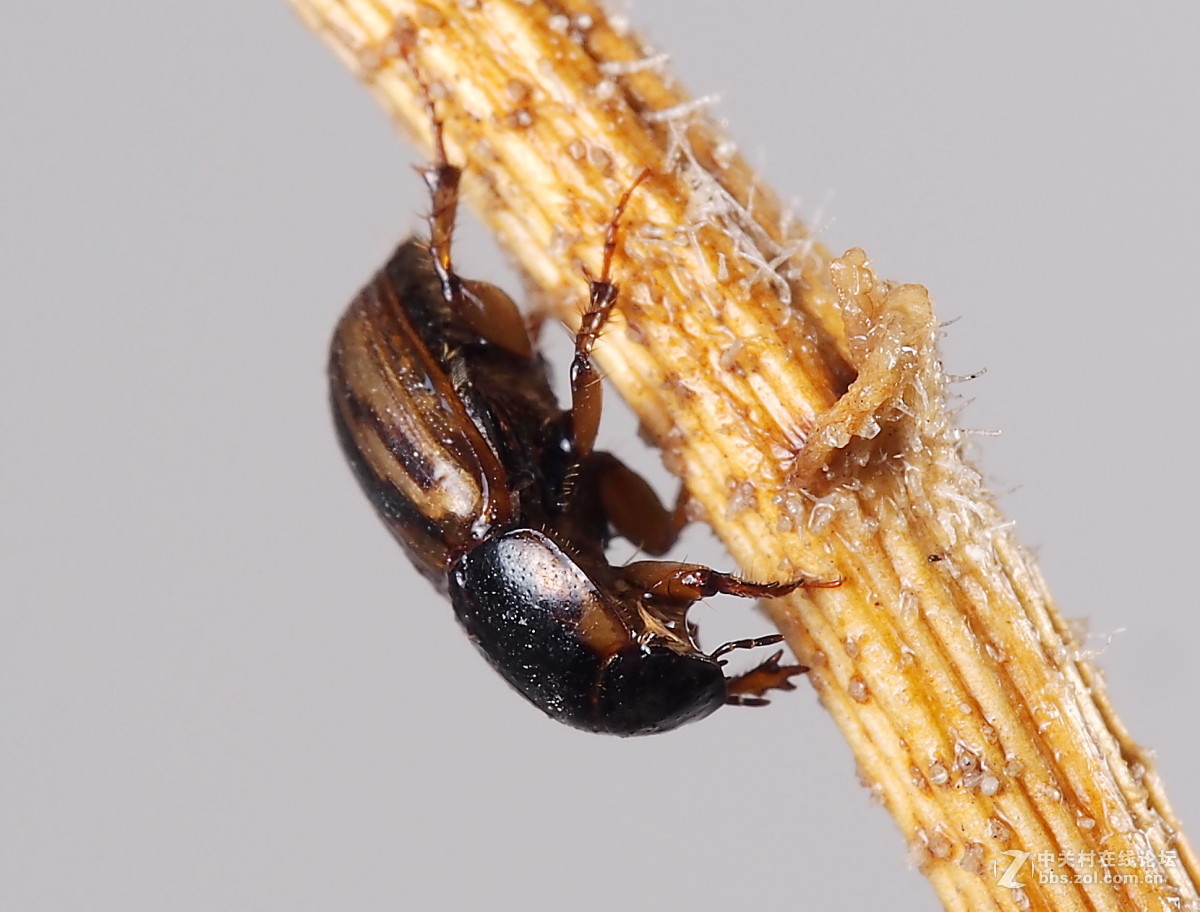 微距040小金龟虫