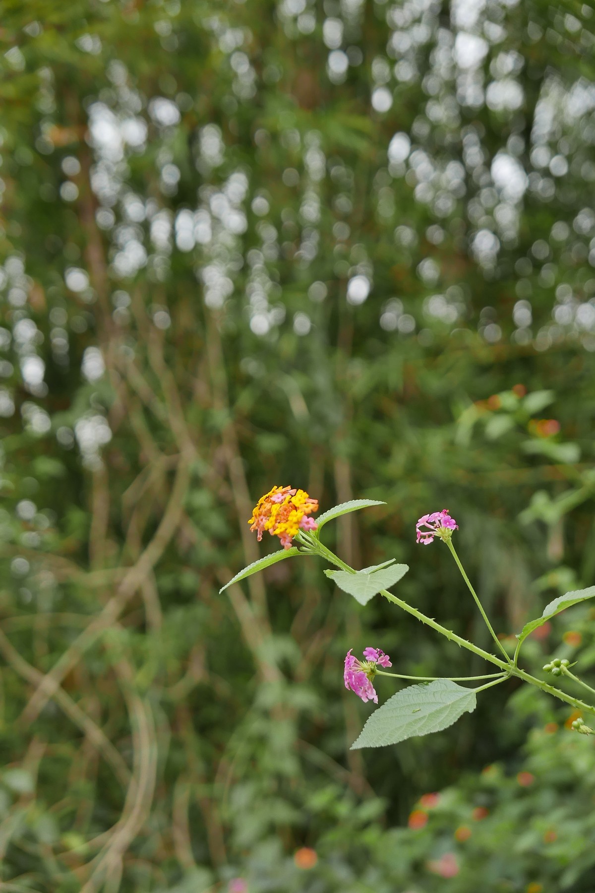 DLUX 109试机片，一不小心解毒了