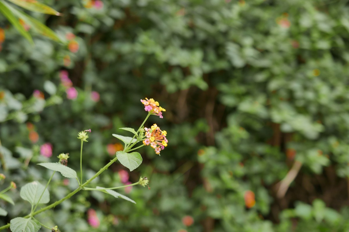 DLUX 109试机片，一不小心解毒了