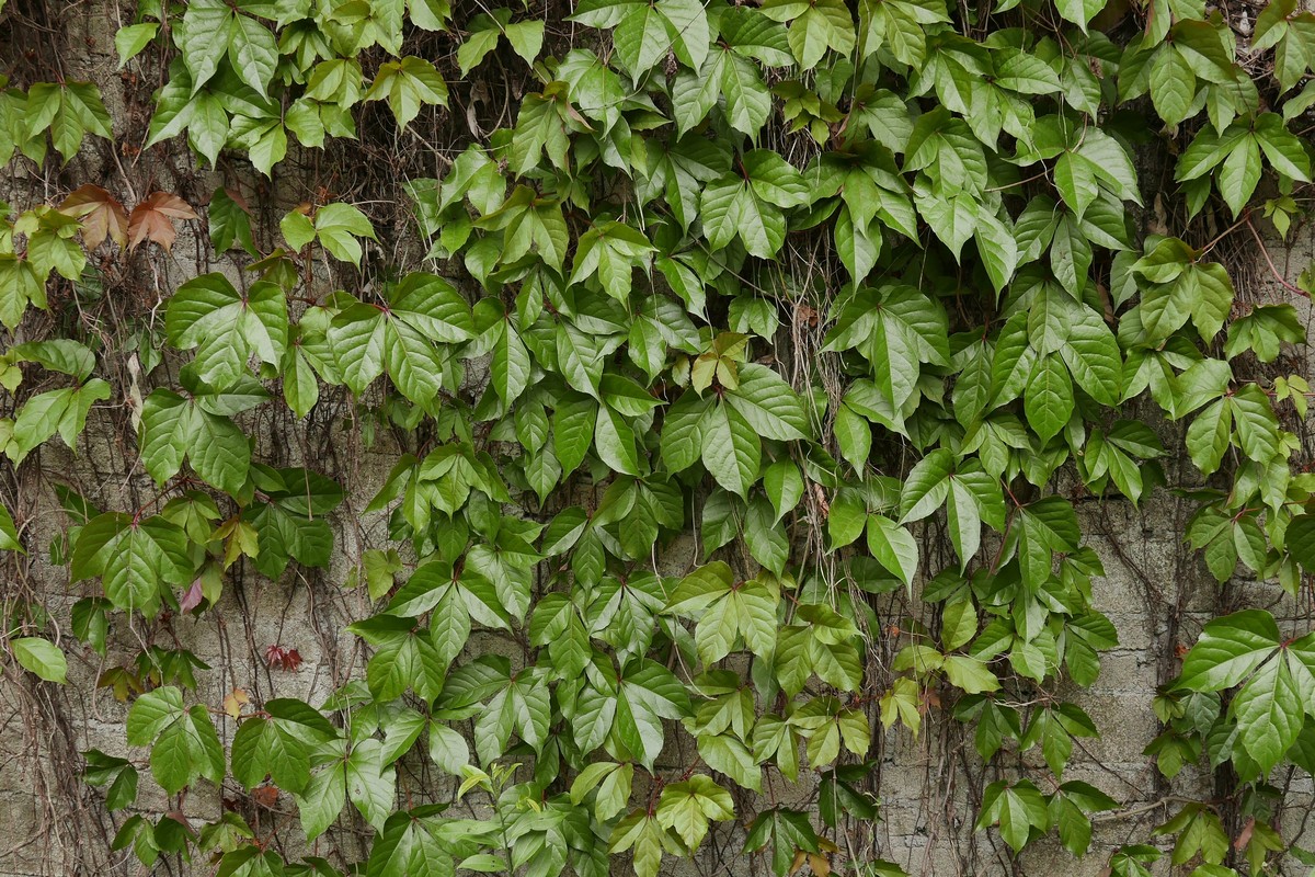 DLUX 109试机片，一不小心解毒了