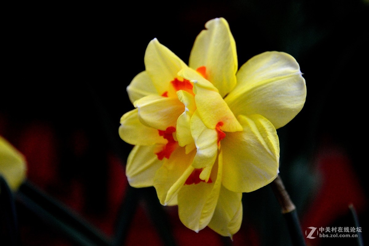 天津店子村花卉展（9）——恭贺好友云龍观海荣任日照星空(中国)版主！