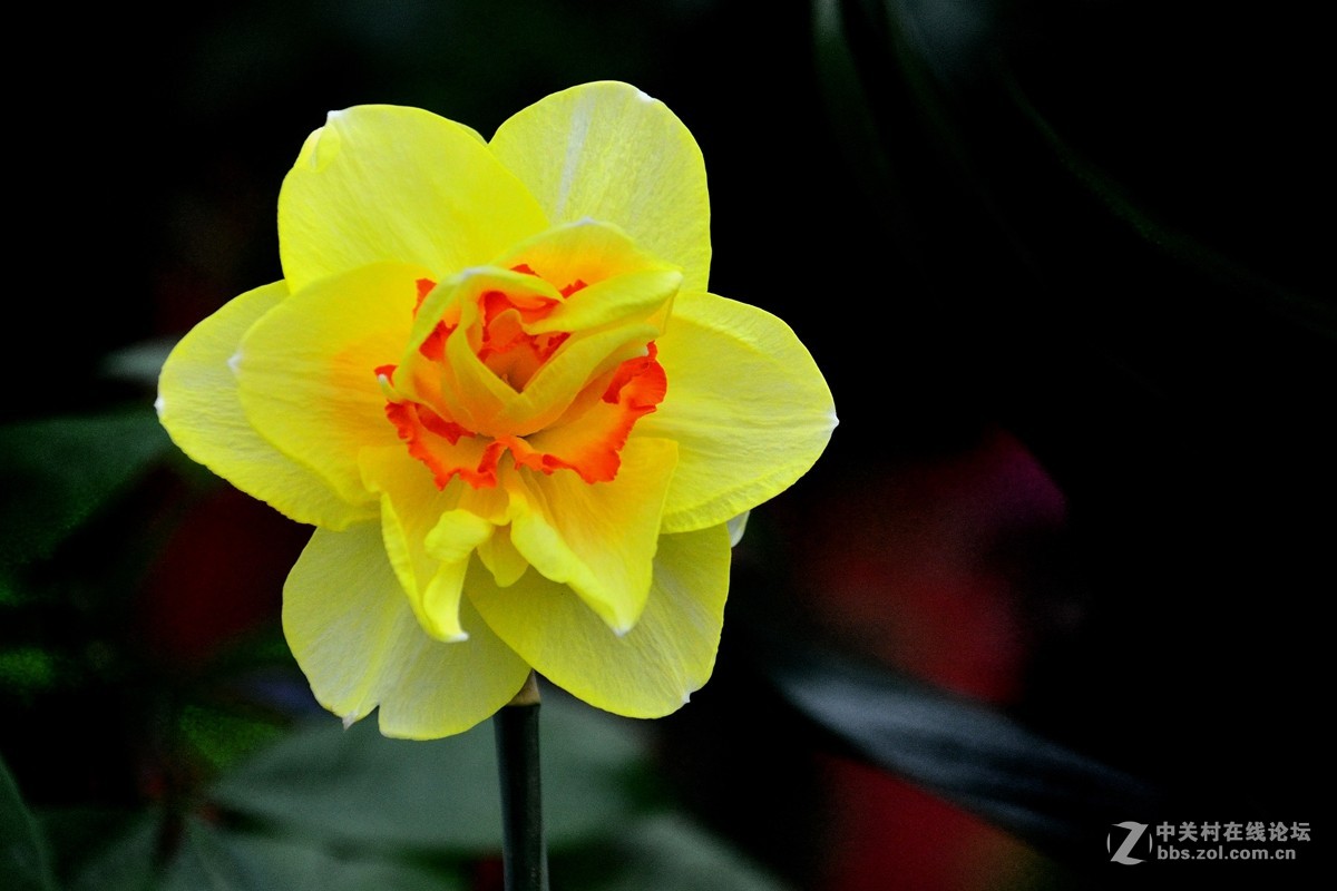 天津店子村花卉展（9）——恭贺好友云龍观海荣任日照星空(中国)版主！