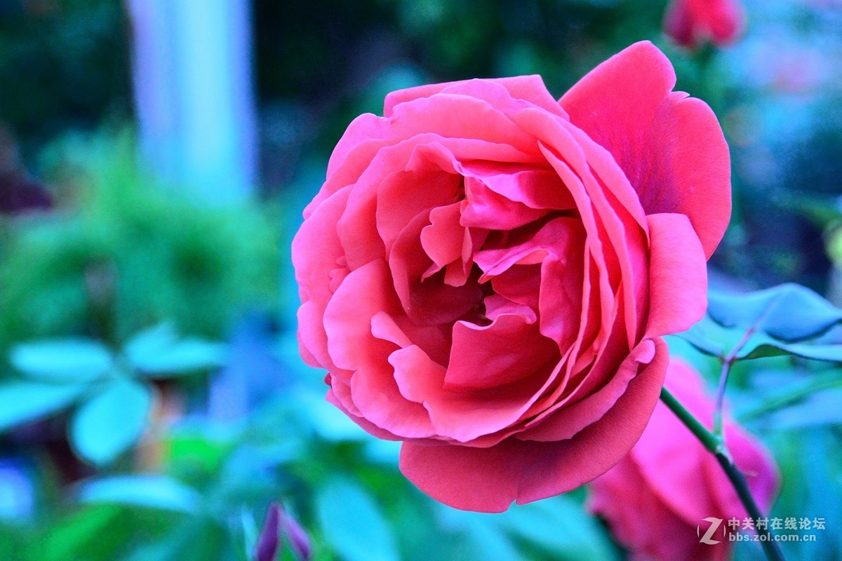 天津店子村花卉展（9）——恭贺好友云龍观海荣任日照星空(中国)版主！