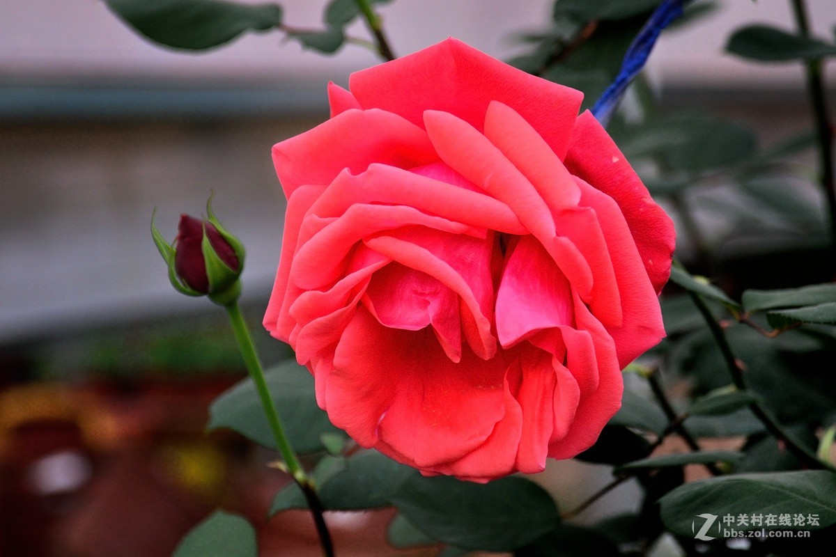 天津店子村花卉展（9）——恭贺好友云龍观海荣任日照星空(中国)版主！