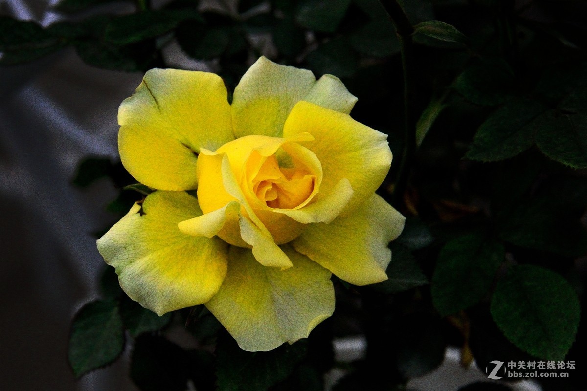 天津店子村花卉展（9）——恭贺好友云龍观海荣任日照星空(中国)版主！