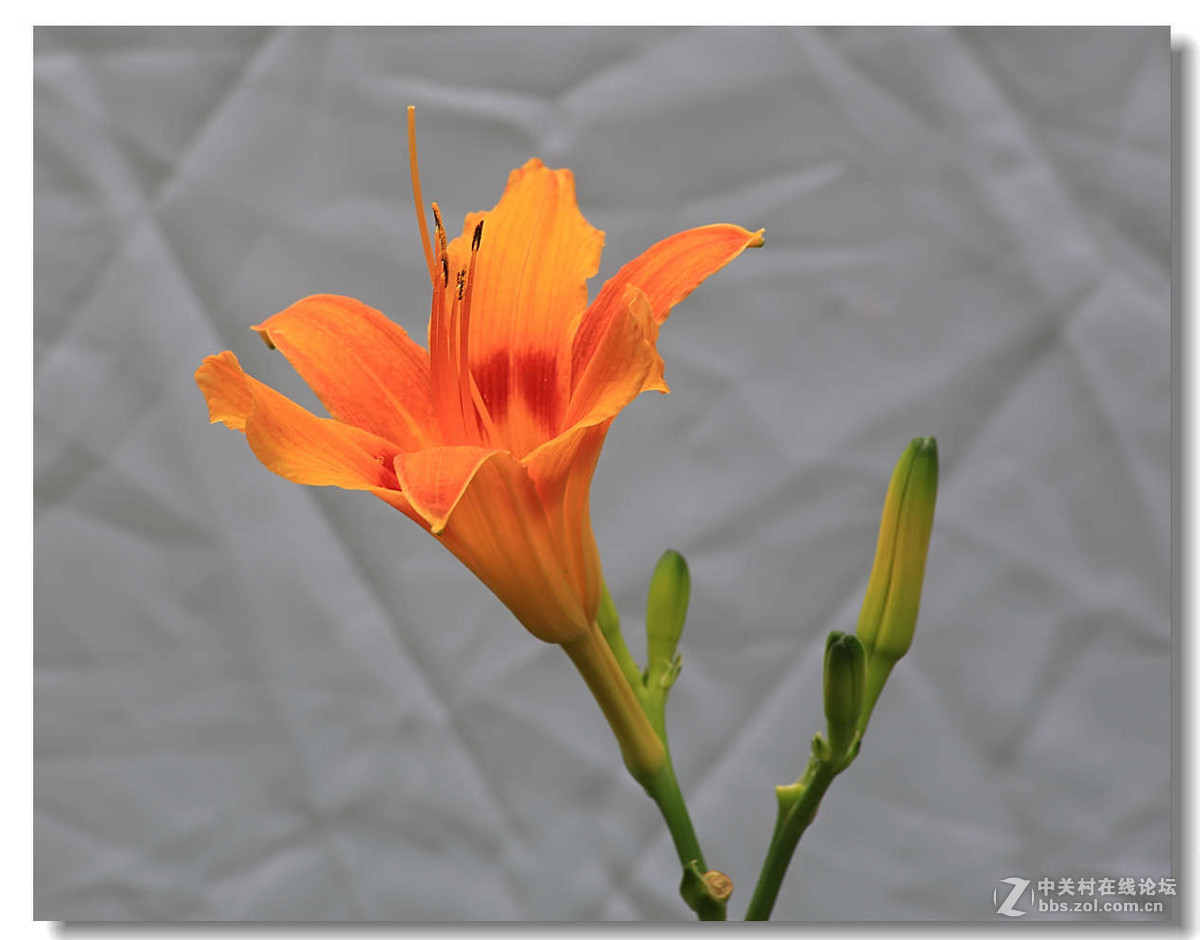 背景白色的萱草花