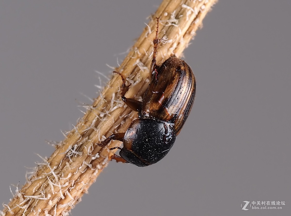 微距040小金龟虫