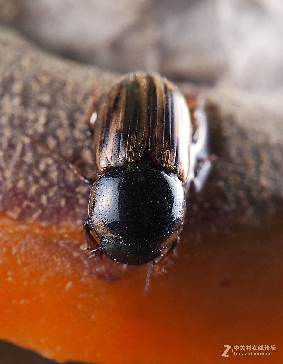 金龟甲科幼虫图片