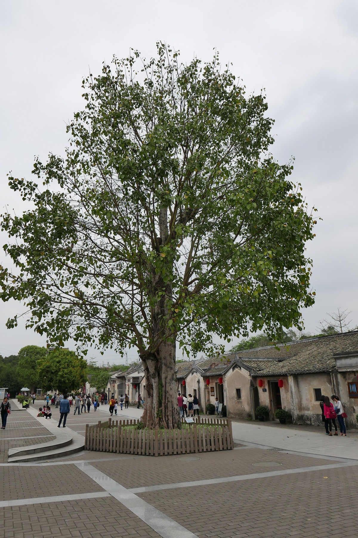 DLUX 109试机片，一不小心解毒了