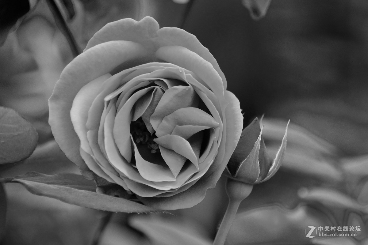 天津店子村花卉展（9）——恭贺好友云龍观海荣任日照星空(中国)版主！