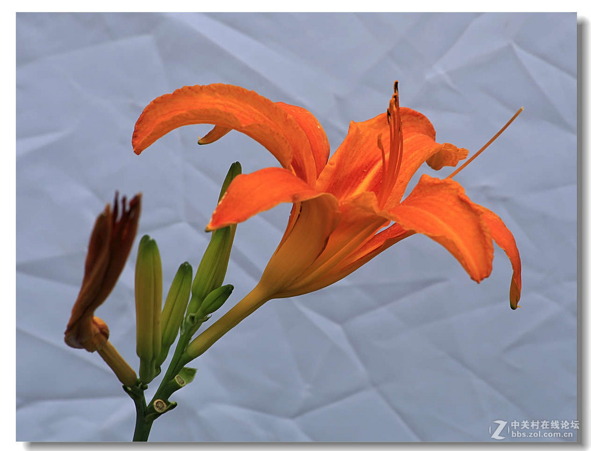 背景白色的萱草花