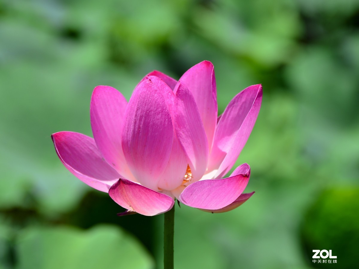 尼康D610+70-300G拍荷花