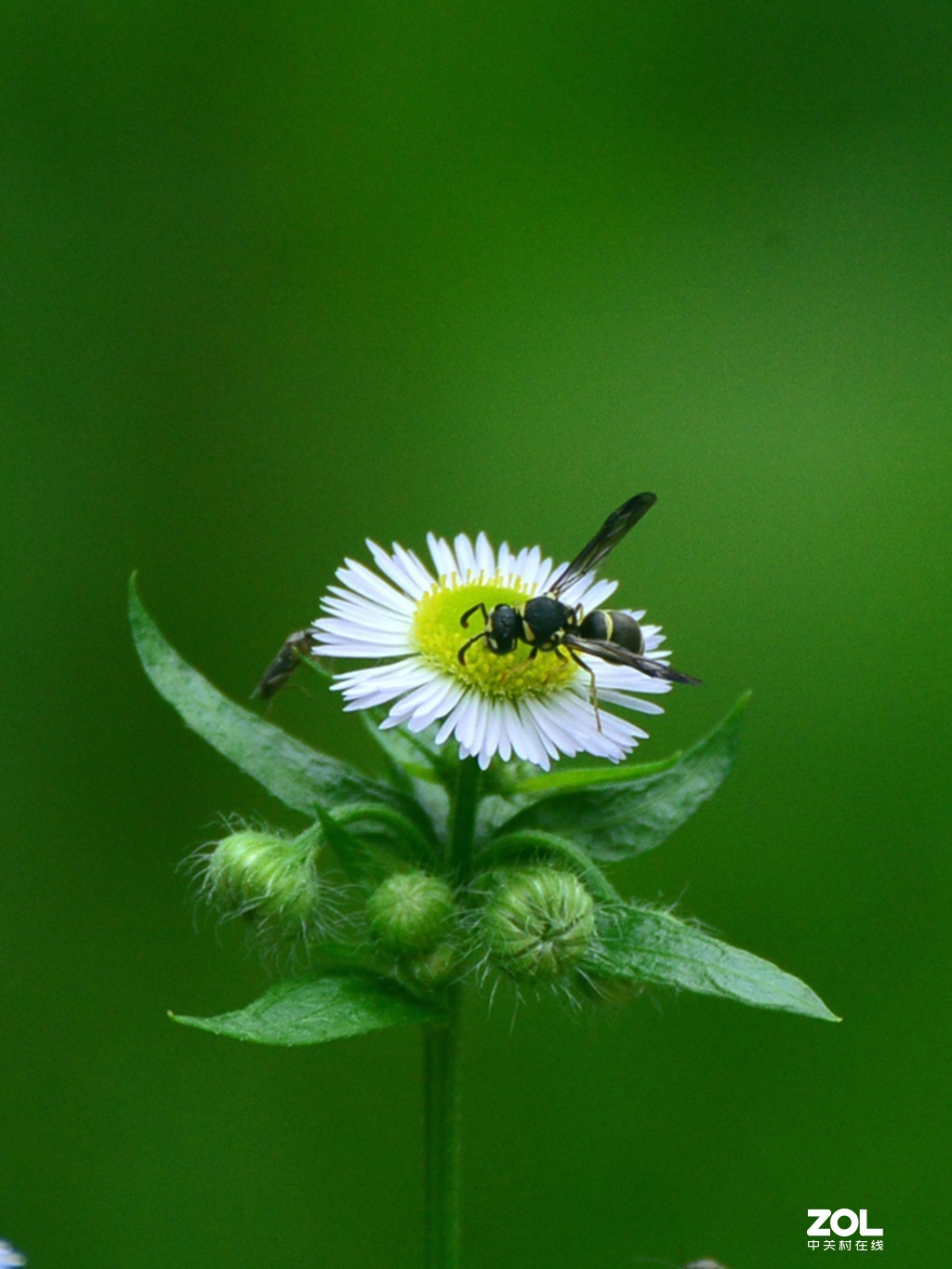 尼康D610+70-300G拍荷花
