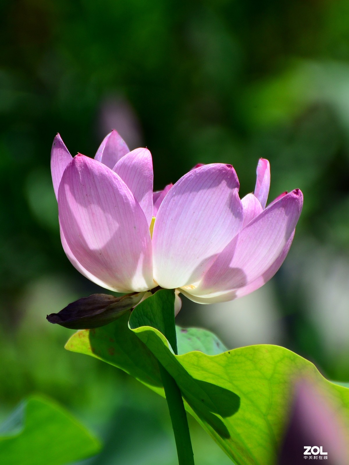 尼康D610+70-300G拍荷花