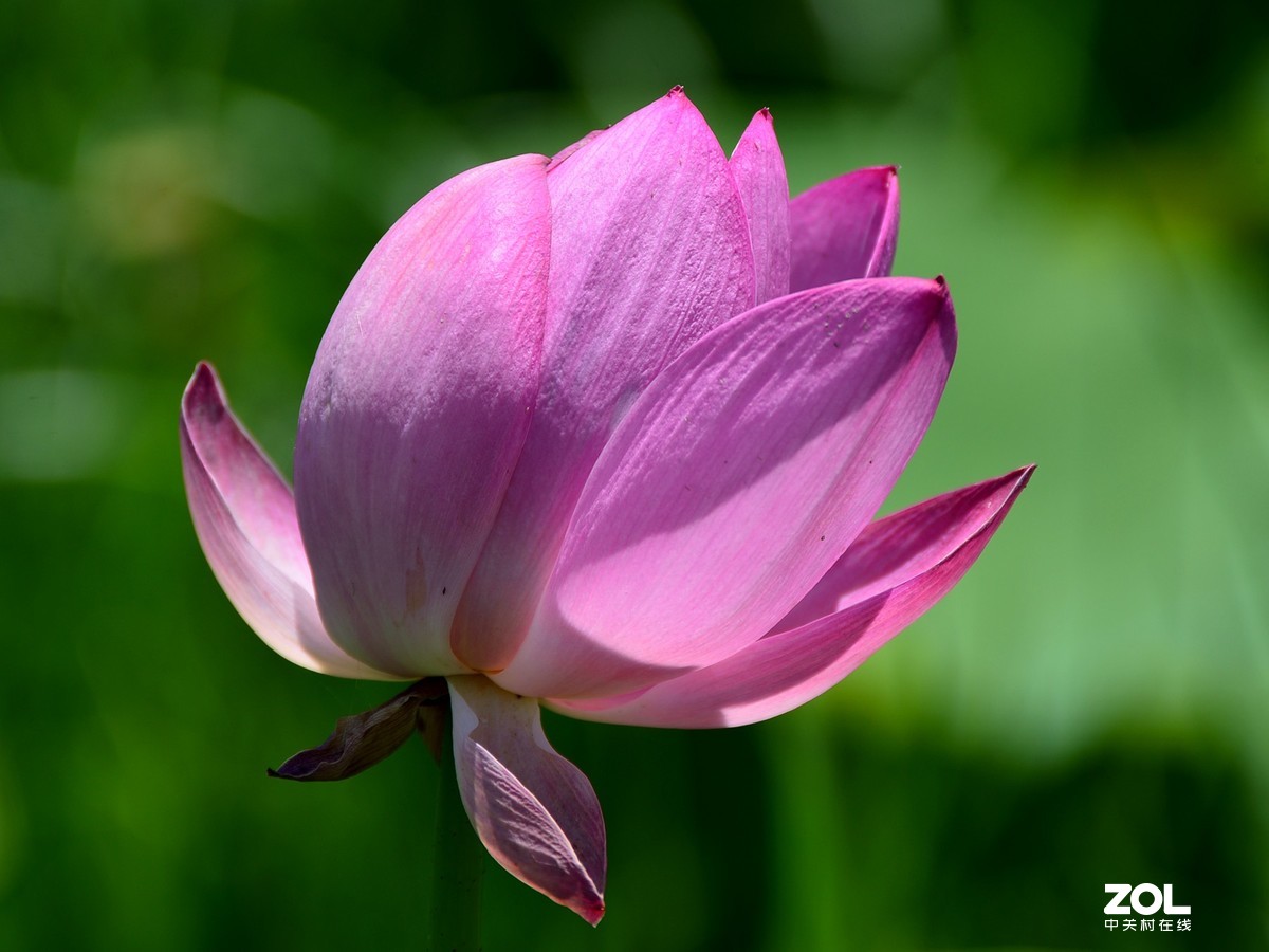 尼康D610+70-300G拍荷花