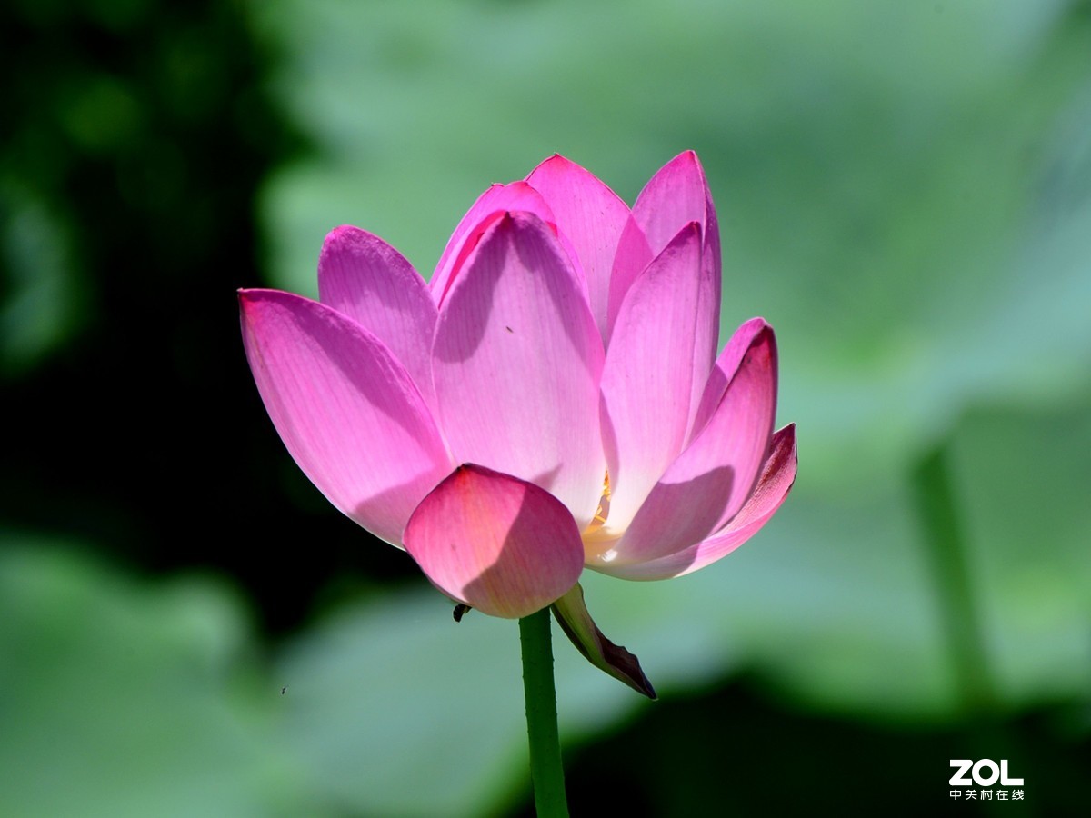 尼康D610+70-300G拍荷花