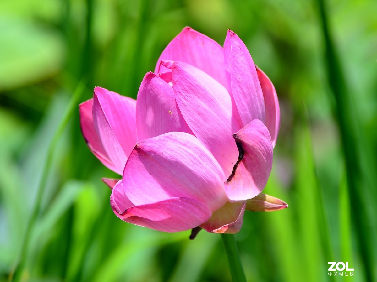 尼康D610+70-300G拍荷花