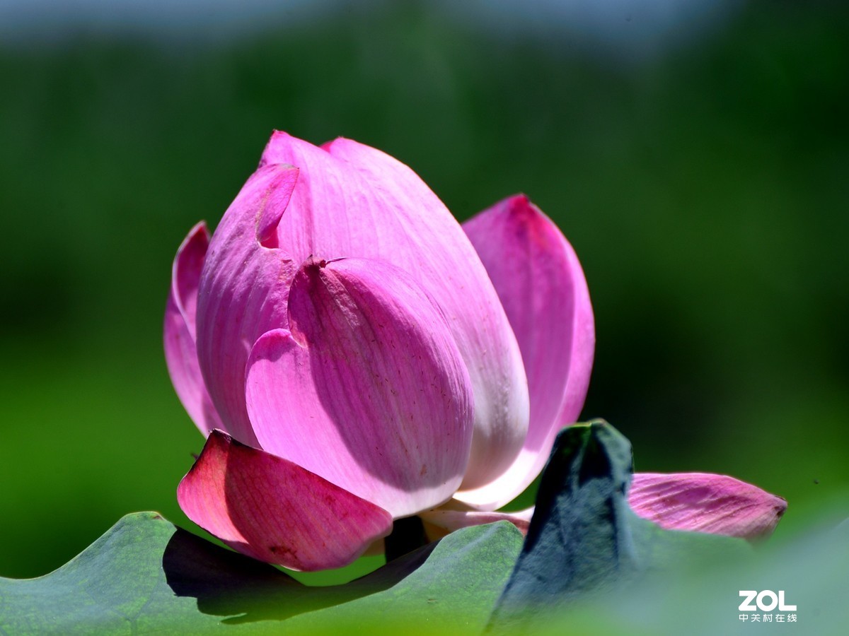 尼康D610+70-300G拍荷花