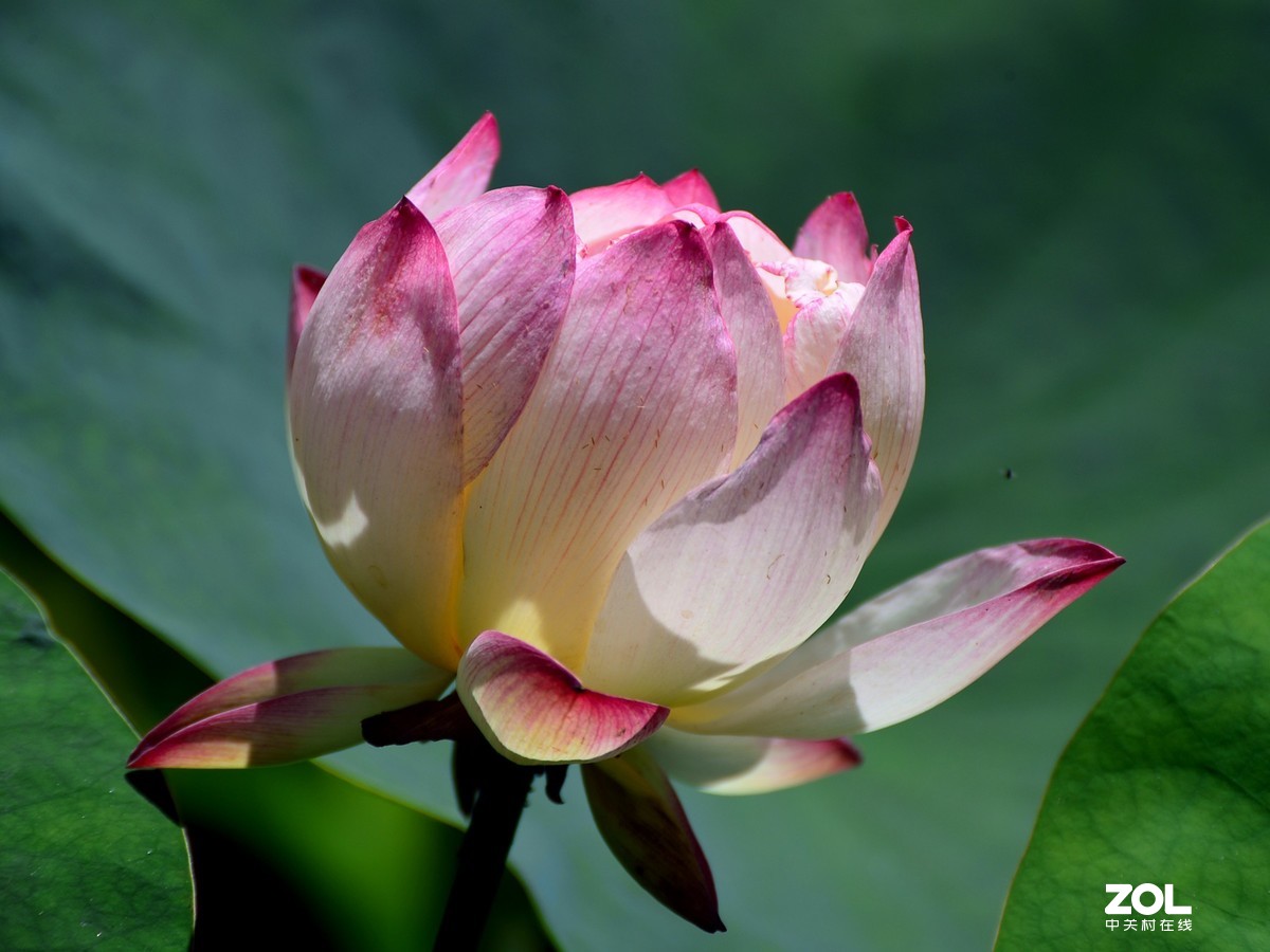 尼康D610+70-300G拍荷花