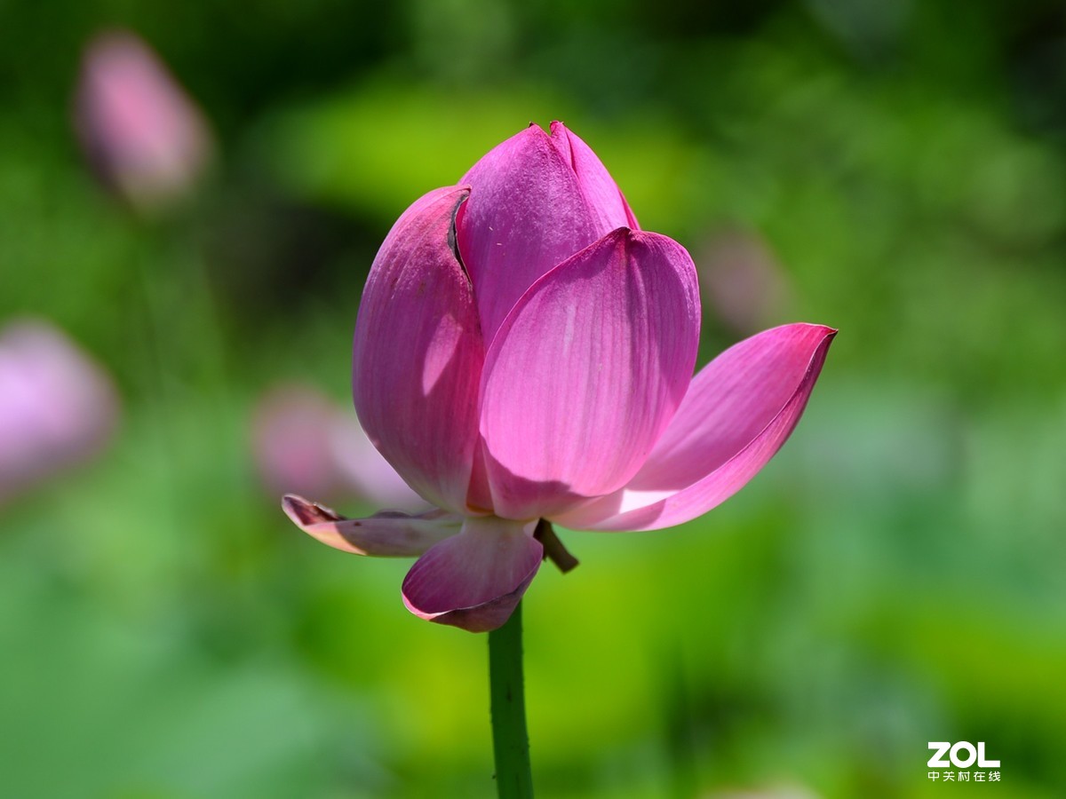 尼康D610+70-300G拍荷花