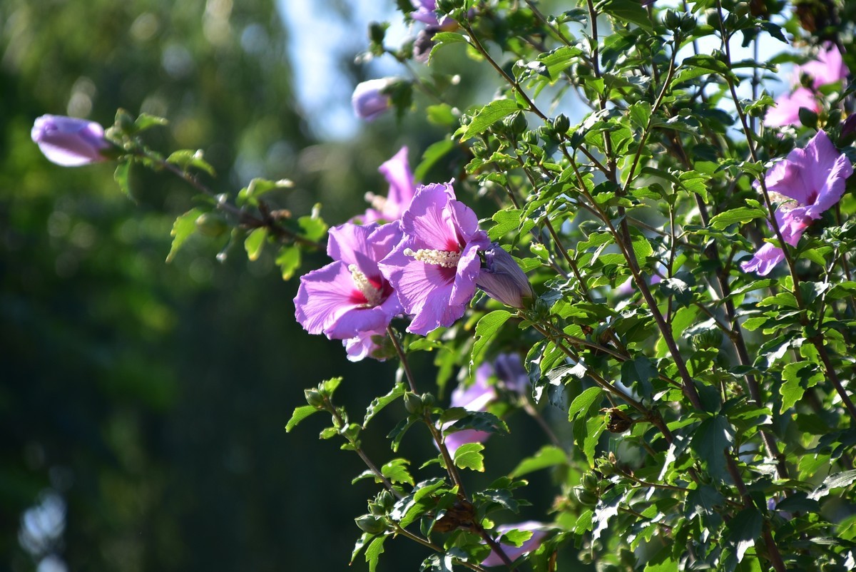 木槿-中关村在线摄影论坛