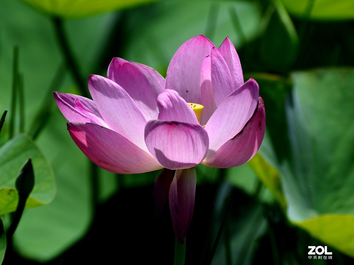 尼康D610+70-300G拍荷花