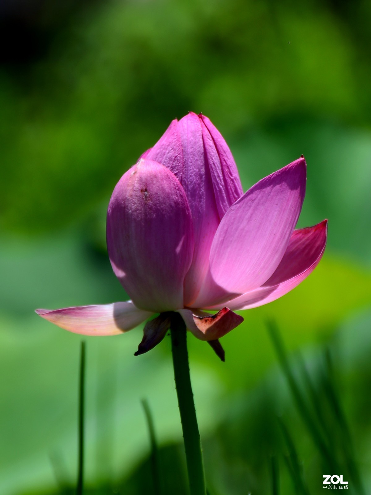 尼康D610+70-300G拍荷花