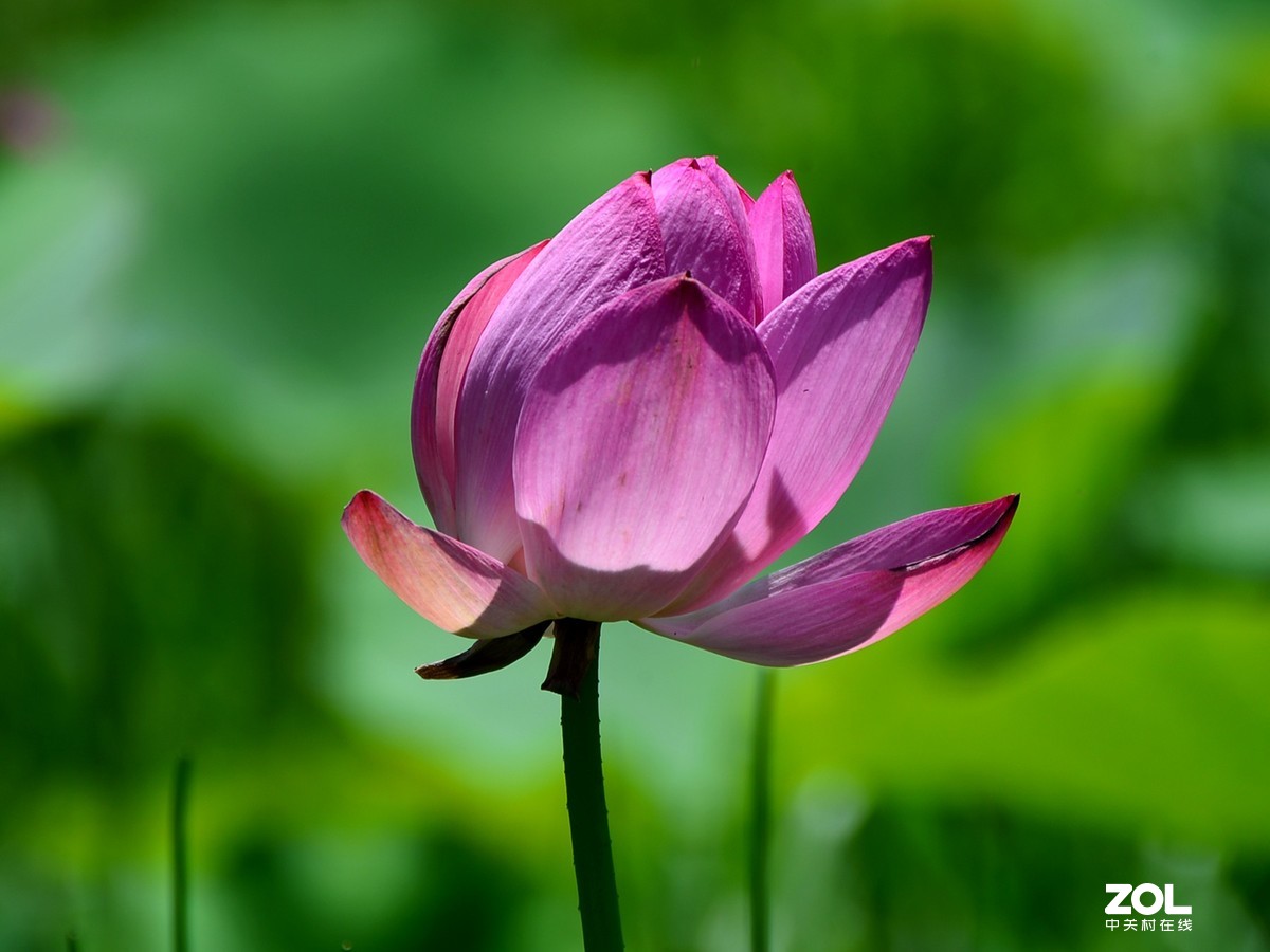 尼康D610+70-300G拍荷花