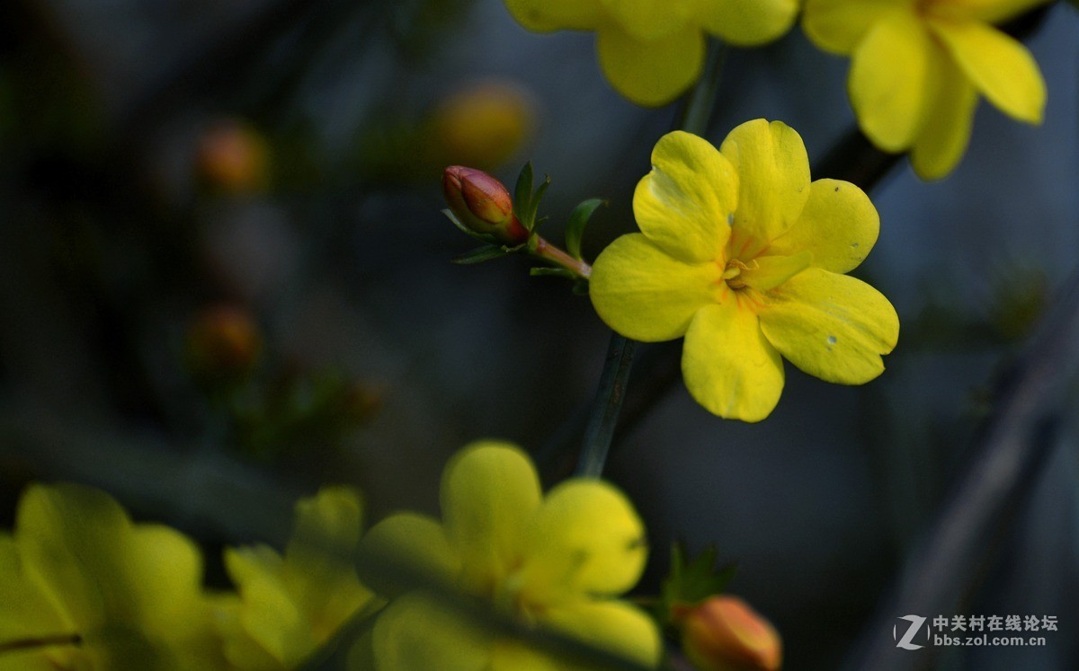 迎春花