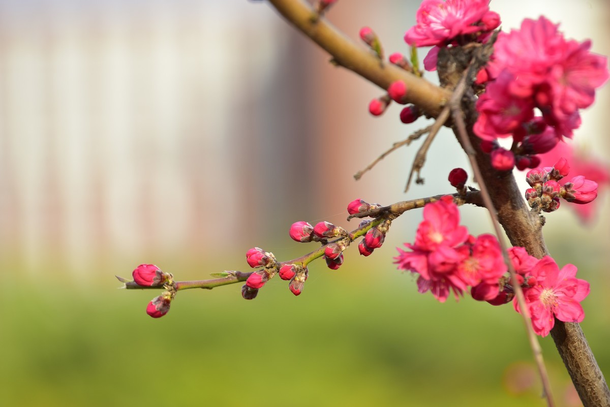 拍几张花，见笑了多多指教