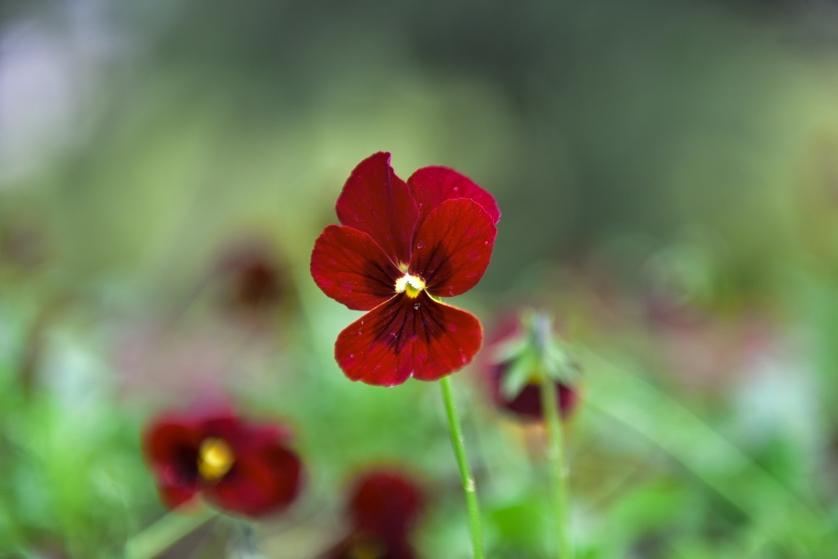 拍几张花，见笑了多多指教