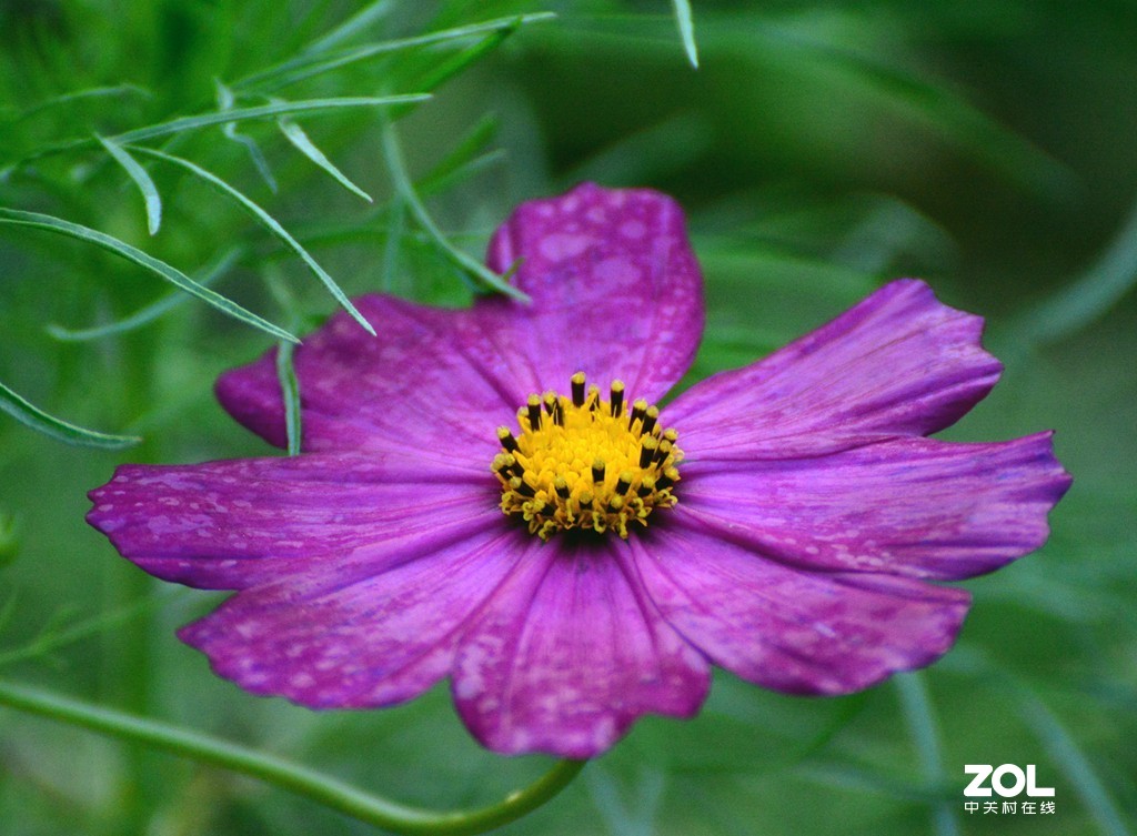 尼康D610+70-300G拍荷花