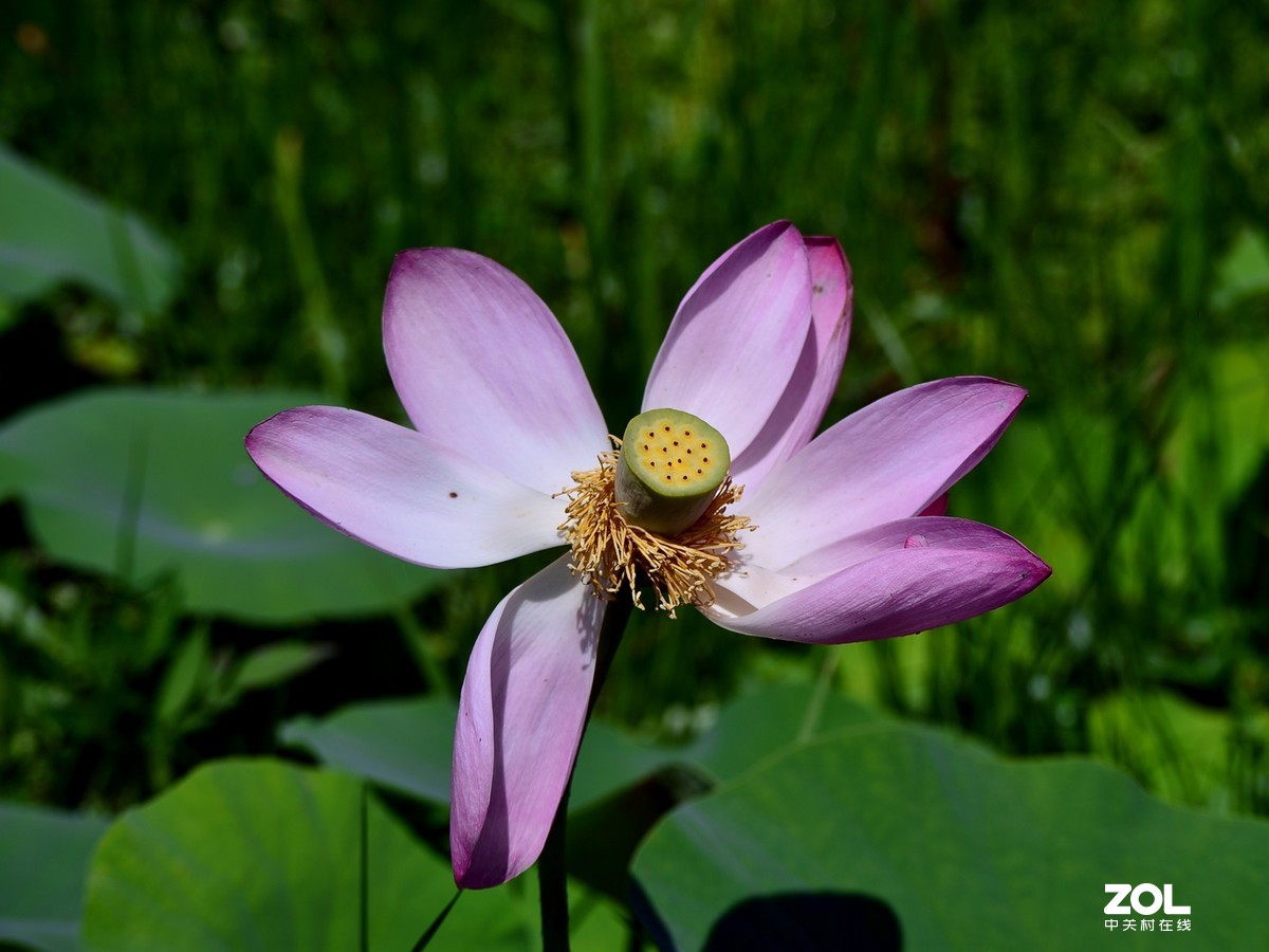 尼康D610+70-300G拍荷花