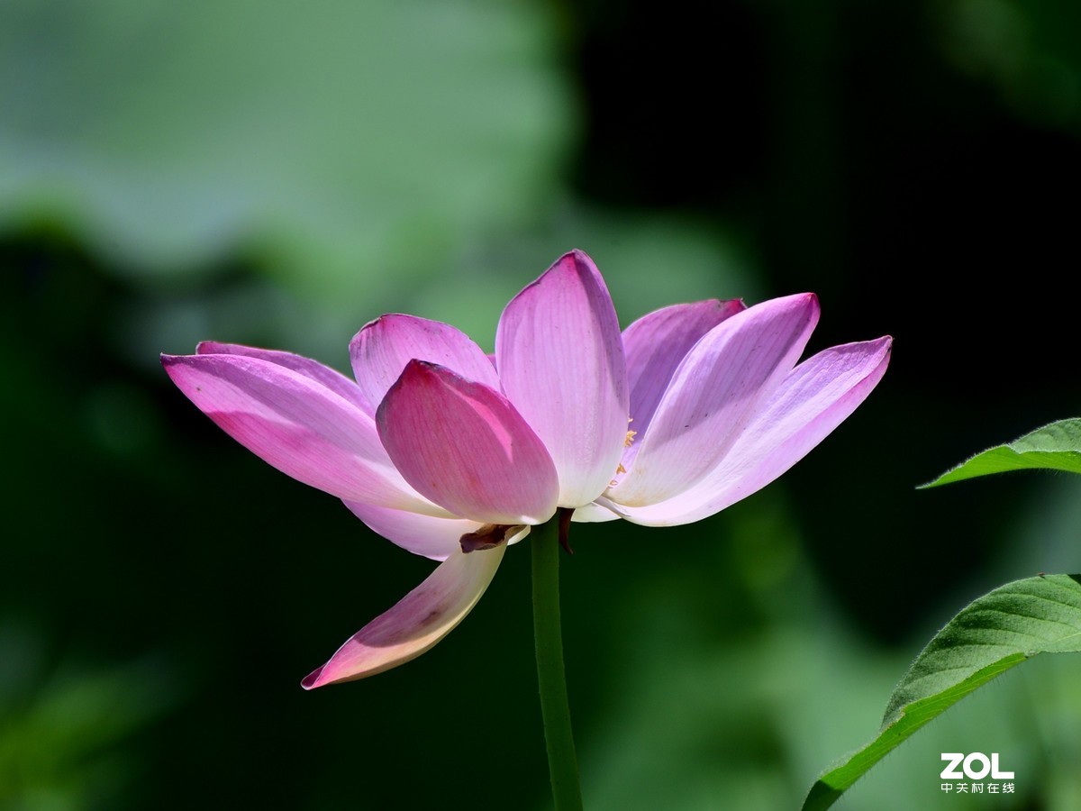 尼康D610+70-300G拍荷花