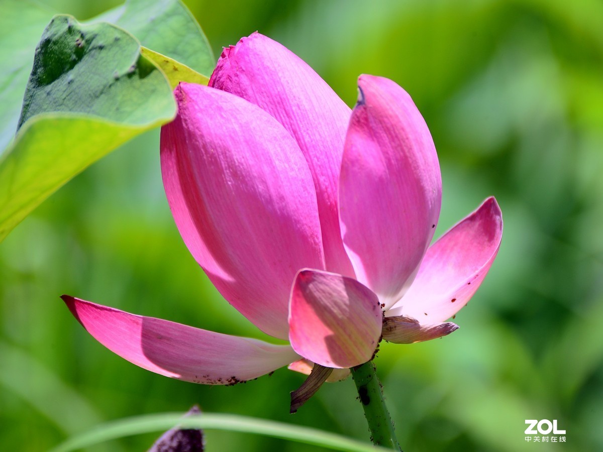 尼康D610+70-300G拍荷花