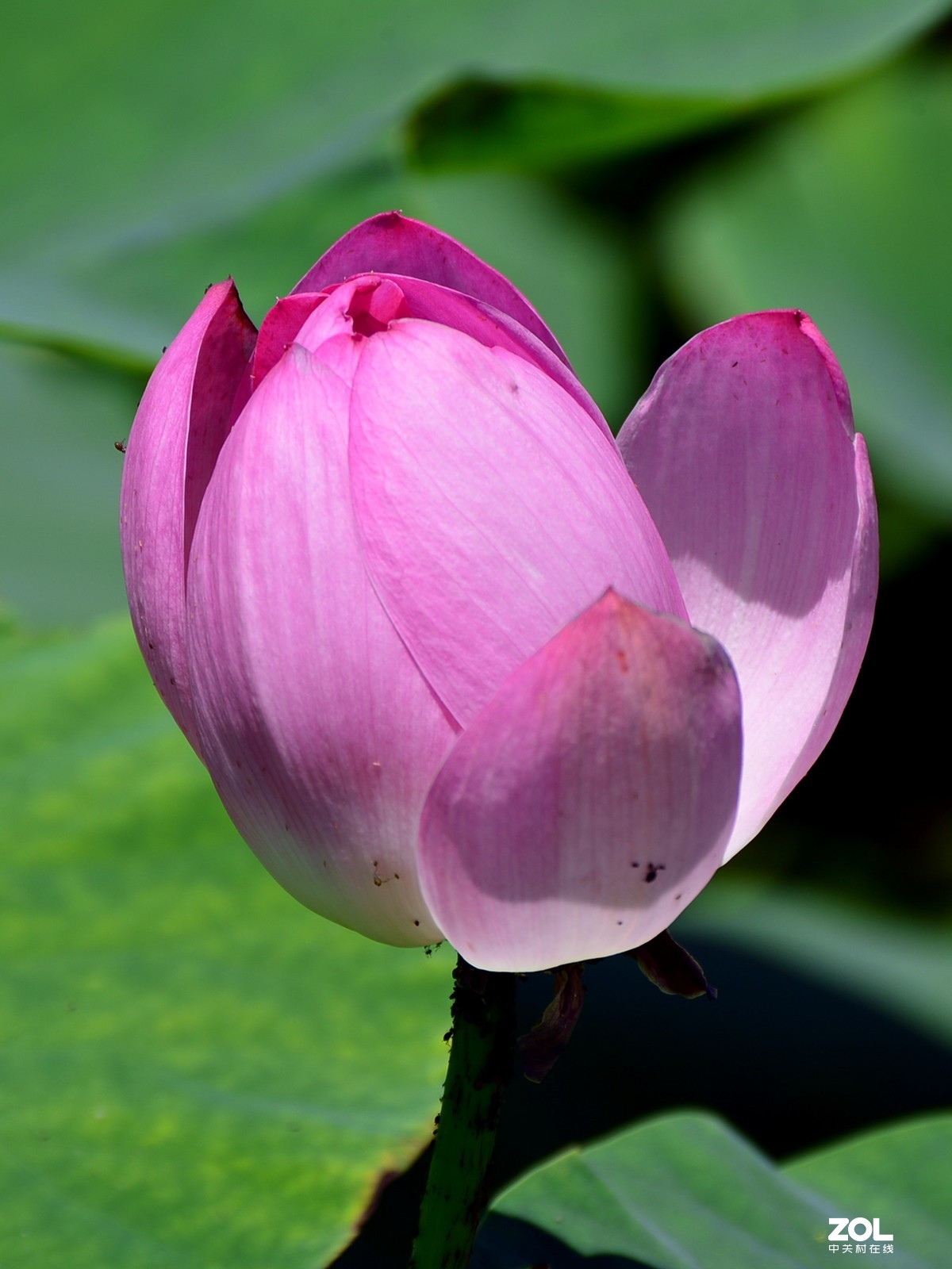 尼康D610+70-300G拍荷花