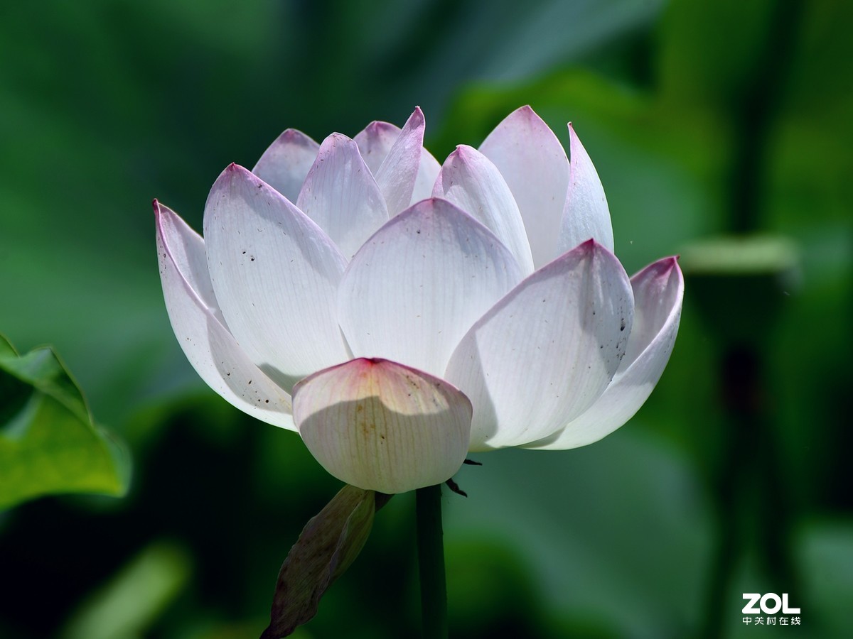 尼康D610+70-300G拍荷花