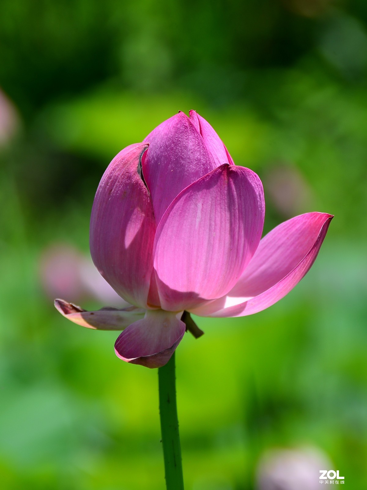 尼康D610+70-300G拍荷花