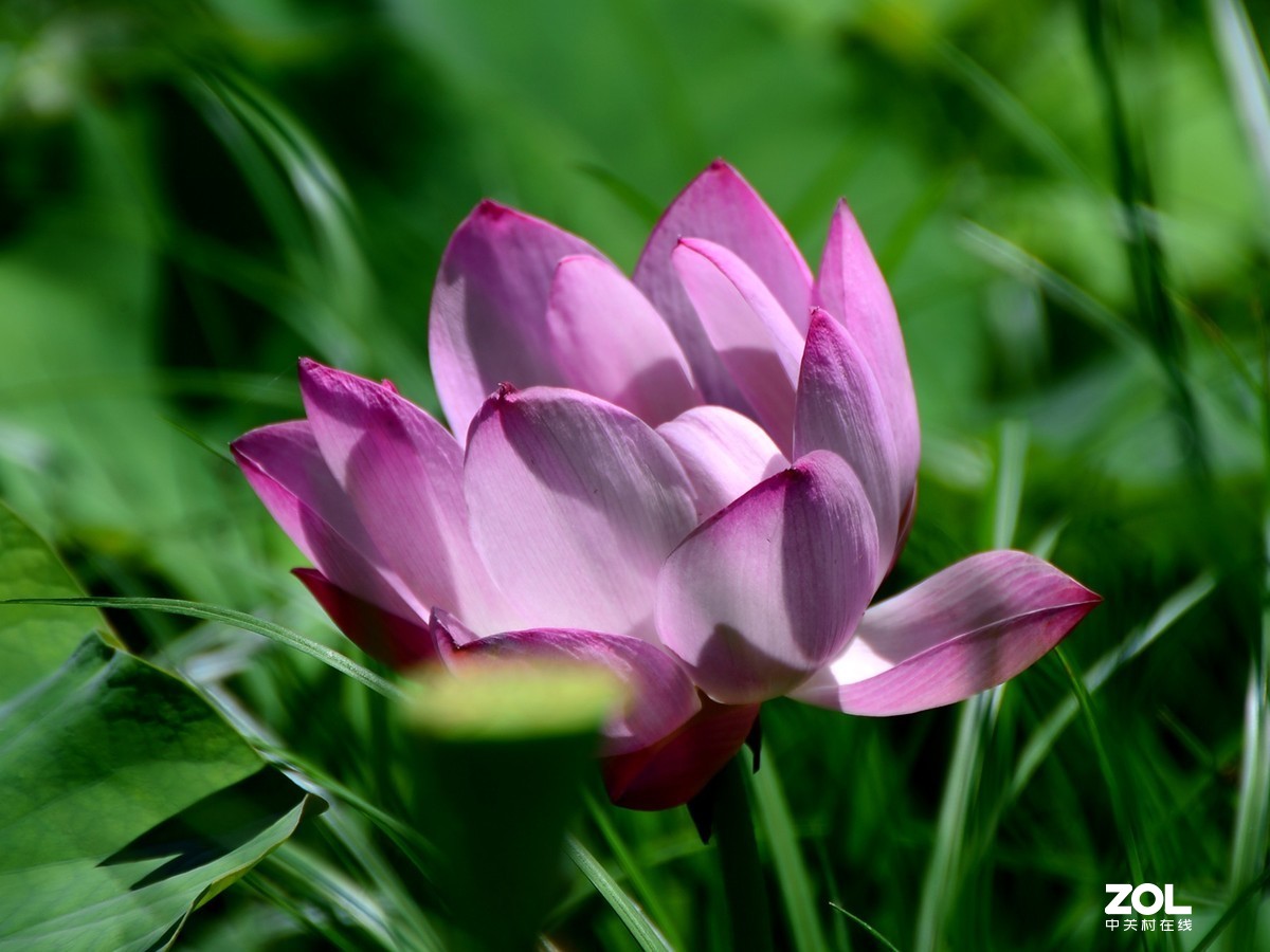 尼康D610+70-300G拍荷花