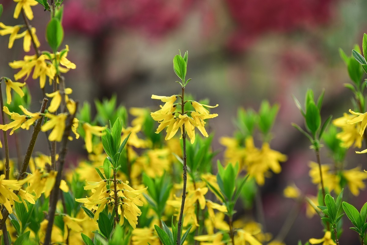 拍几张花，见笑了多多指教