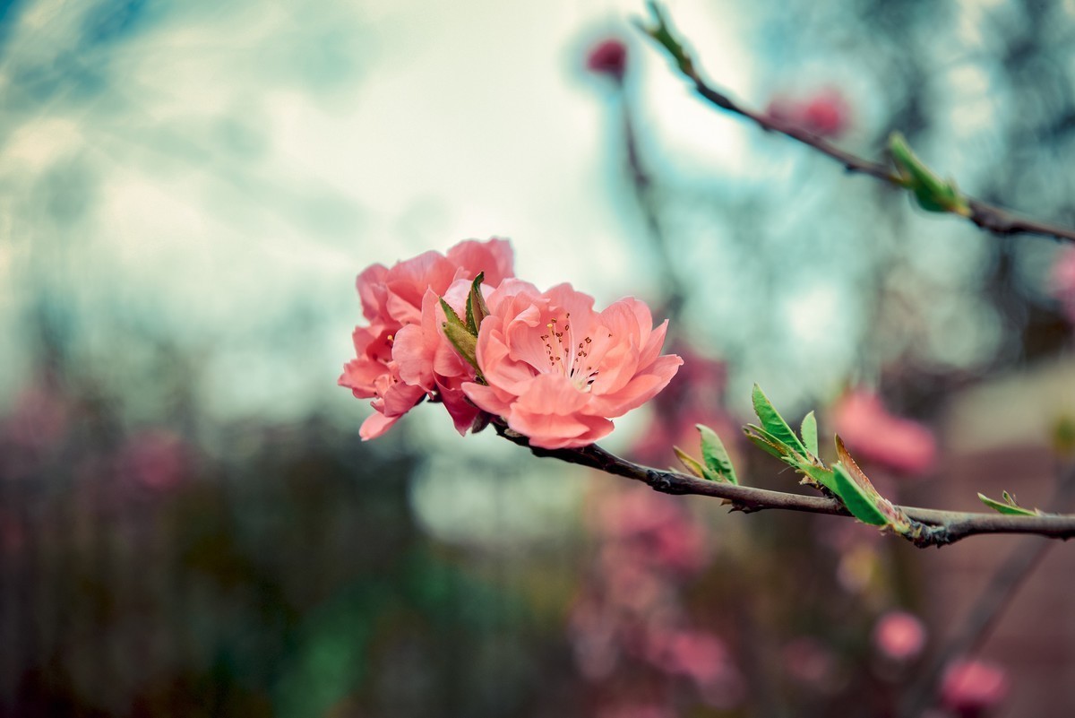 拍几张花，见笑了多多指教